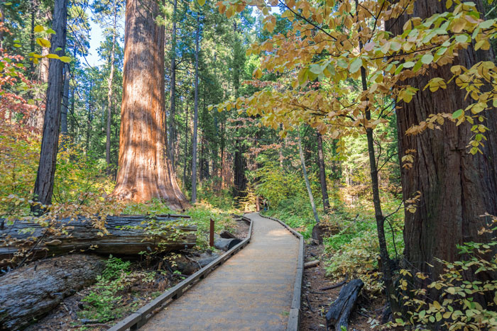 trail in Calaveras Big Trees State Park, California