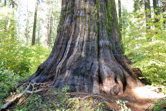 Calaveras Big Trees State Park, Calaveras County, California