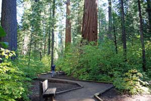 trail through North Grove of Big Trees State Park, CA