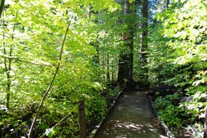 Trail in Big Trees State Park, CA