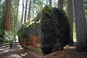 Big Stump in Big Trees State Park, CA