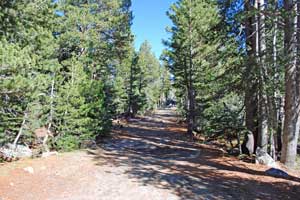 Big Trees Emigrant Trail by Mosquito Lakes, CA