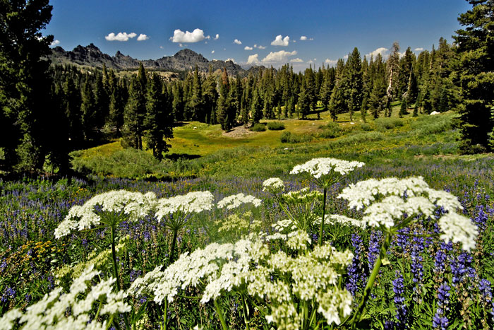 Along the Paific Crest Trail at Ebbetts Pass, California