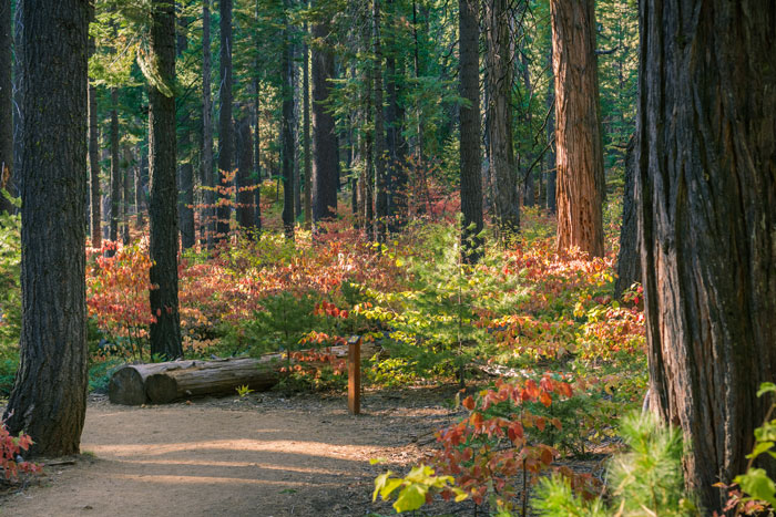 painting of Calaveras Big Trees State Park, Calaveras County, California