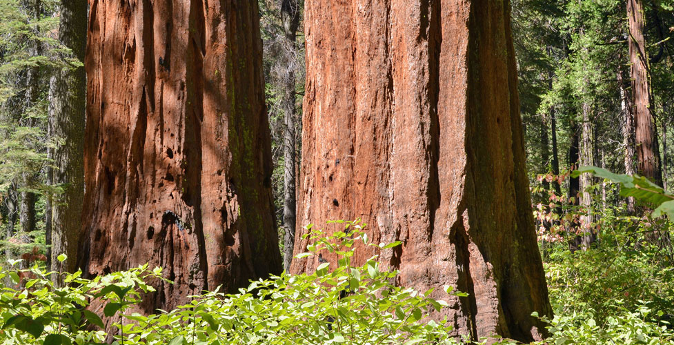 Calaveras Big Trees State Park, Calaveras County, California